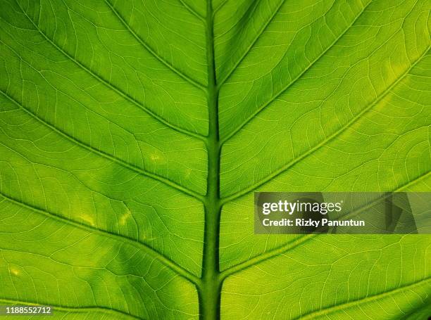 textures background of green taro leaves - bladnerf stockfoto's en -beelden