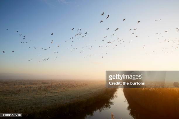 flying geese and idyllic landscape against clear sky during sunrise - geese flying stock pictures, royalty-free photos & images