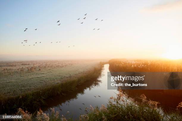 idyllic landscape and flying geese at sunrise, rural scene - nebel stock-fotos und bilder
