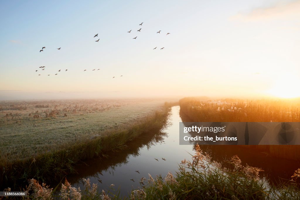 Idyllic landscape and flying geese at sunrise, rural scene