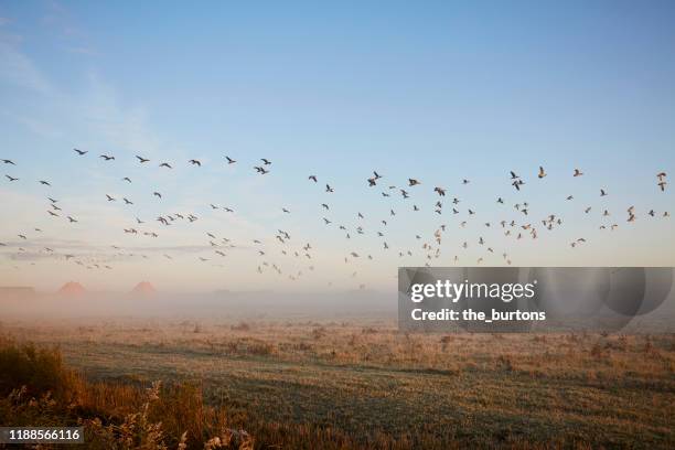 flying geese and idyllic landscape against fog and clear sky during sunrise - geese flying stock pictures, royalty-free photos & images