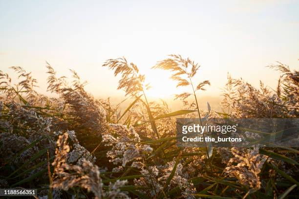 idyllic sunrise against field of reed grass and sky - marram grass stock pictures, royalty-free photos & images
