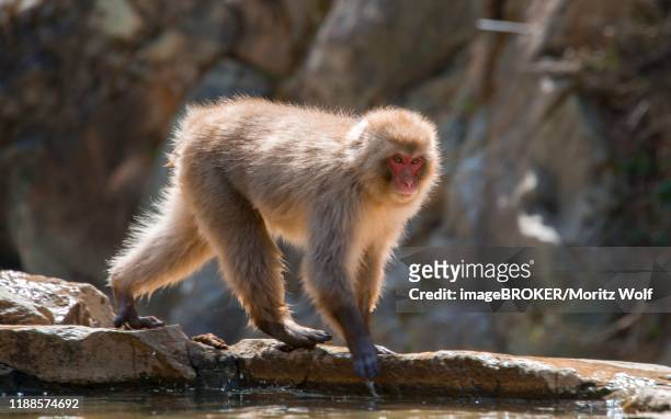 japanese macaque (macaca fuscata), running on water, yamanouchi, nagano prefecture, honshu island, japan - japanese macaque stock pictures, royalty-free photos & images
