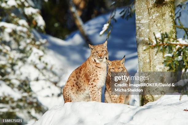 eurasian lynx (lynx lynx) in winter, captive, bavarian forest national park, bavaria, germany - nationalpark bayerischer wald stock-fotos und bilder