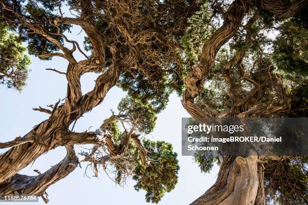 ancient phoenicean junipers (juniperus phoenicea) on the beach, near sartene, corsica, france - juniperus phoenicea stock pictures, royalty-free photos & images