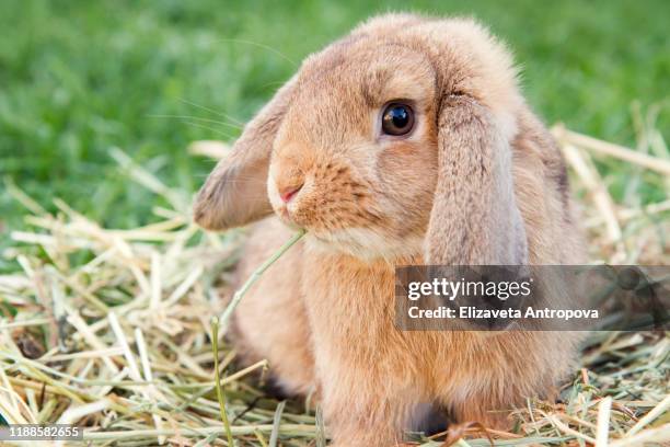 decorative dwarf rabbit in a green meadow - hooi stockfoto's en -beelden