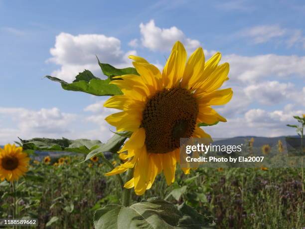 cheeky sunflower and blue sky - marburg stock-fotos und bilder