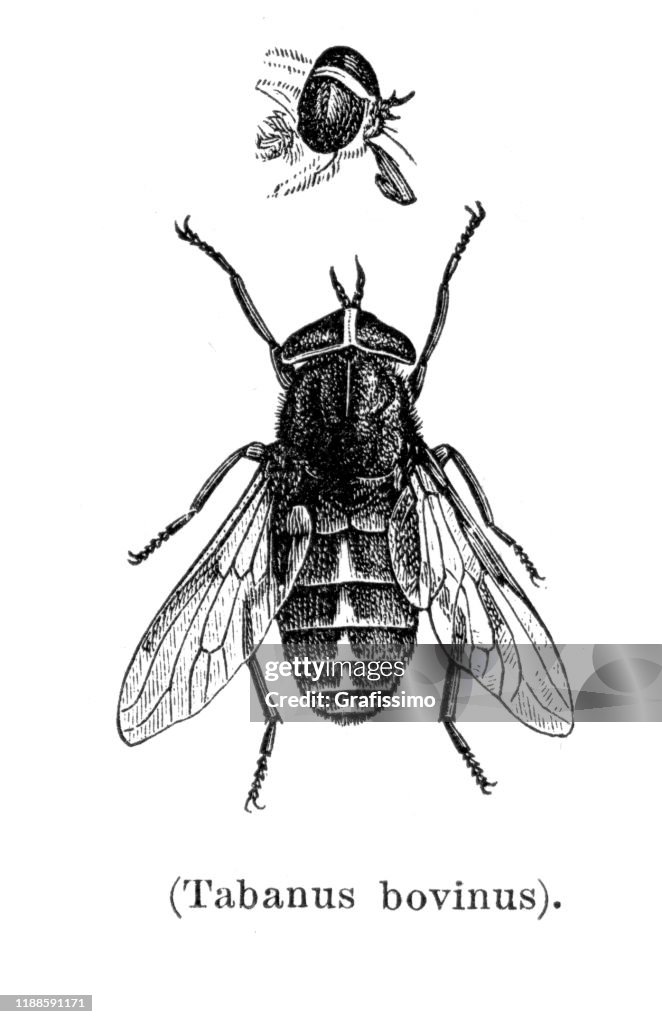 Pale giant horse-fly Tabanus bovinus