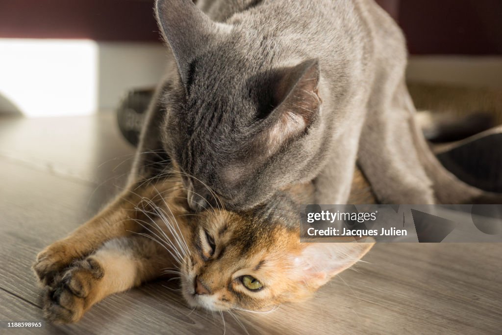 Two kittens playing on the floor (pure bred cats)