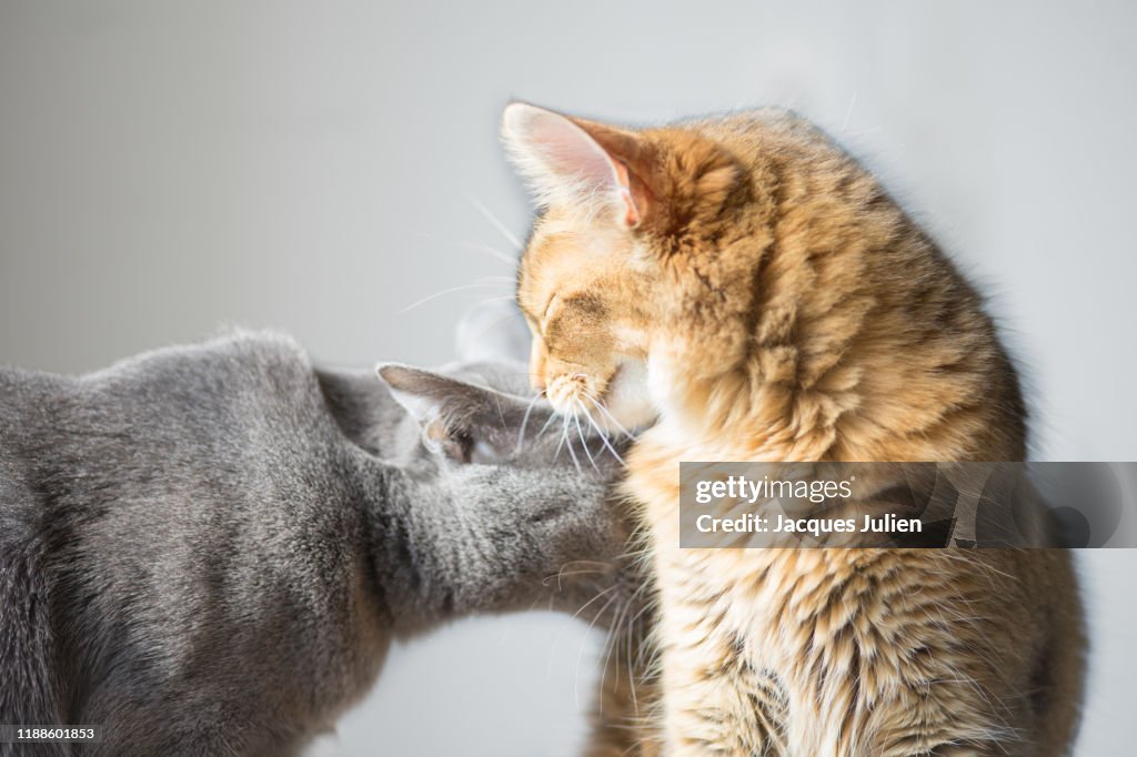 Cute kitten kissing a grey cat on white background