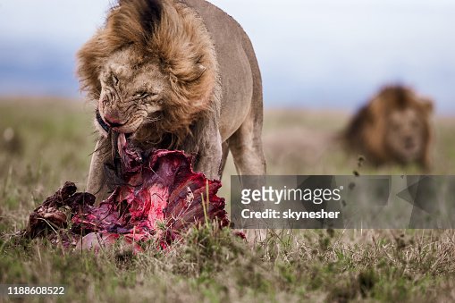 1,636 Lion Eating Photos and Premium High Res Pictures - Getty Images