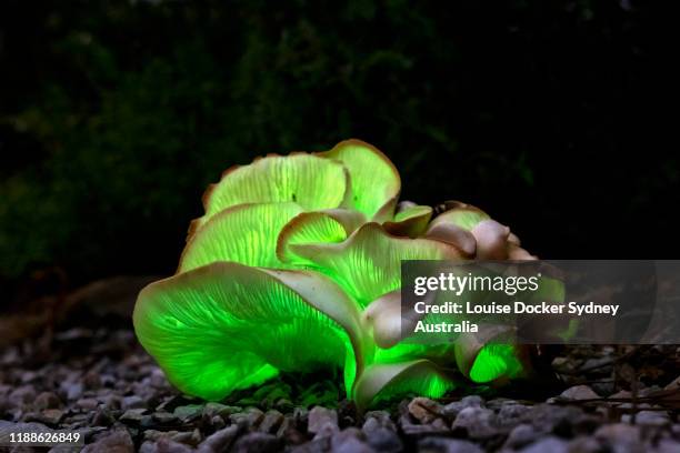 omphalotus nidiformis, or ghost fungus - bioluminescence 個照片及圖片檔