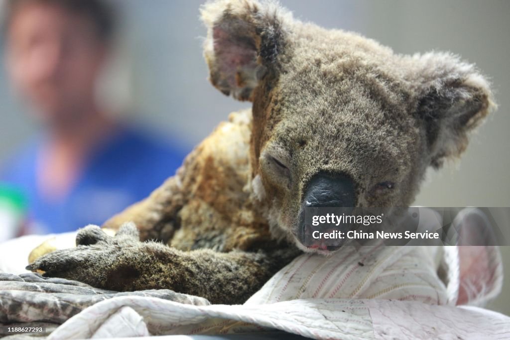 Koalas Receive Treatment At Port Macquarie Koala Hospital