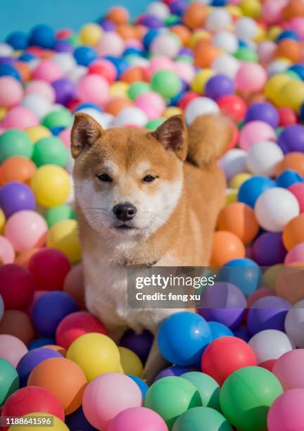 of pet shiba inu - cute shiba inu puppies stock pictures, royalty-free photos & images