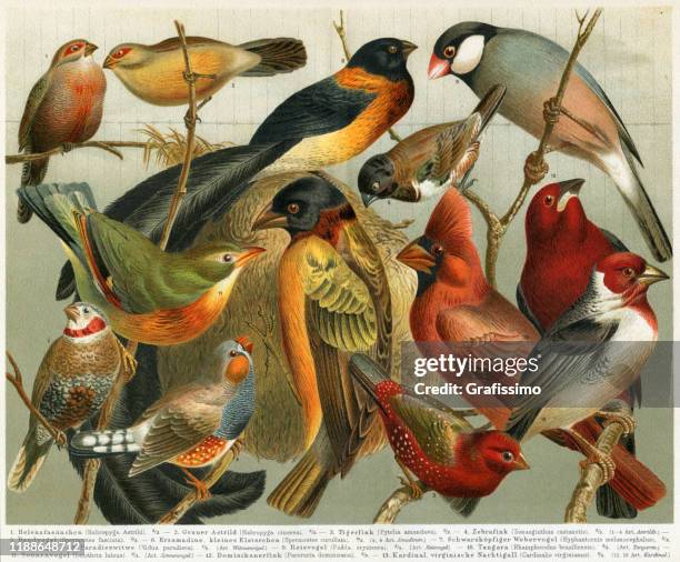stockillustraties, clipart, cartoons en iconen met verschillende niet-europese zangvogels illustratie 1897 - chromolithografie