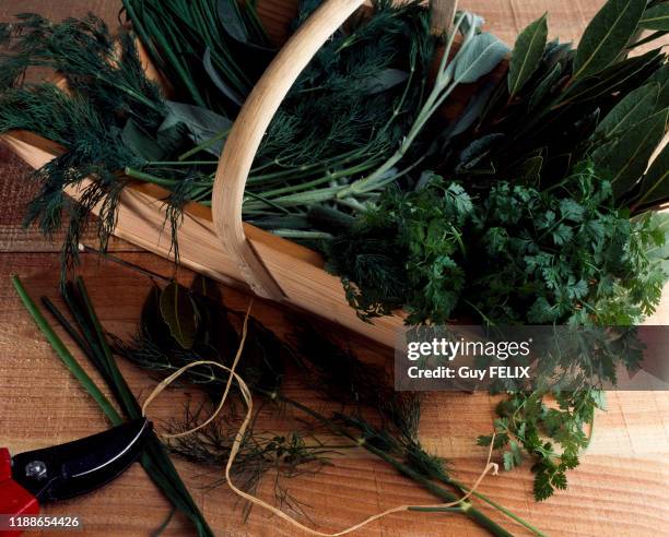 Plantes aromatiques et médicinales : laurier, aneth, sauge, ciboulette, coriandre, France, circa 1980.