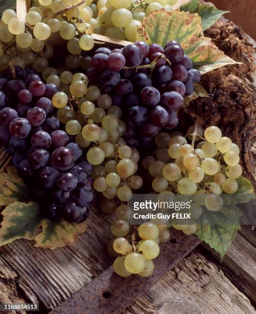 Grappes de raisin noir et blanc, France, circa 1980.