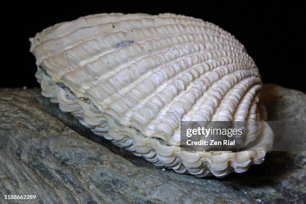 Clam Outside Shell 7,665 Clam Shells Stock Photos, High-Res Pictures, and Images - Getty ...