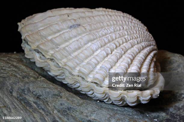 close-up of a fossilized clam showing natural patterns against black background - concha de amêijoa imagens e fotografias de stock