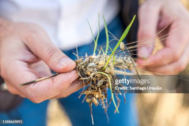 farmer examining a cereal spike - sesame stock pictures, royalty-free photos & images