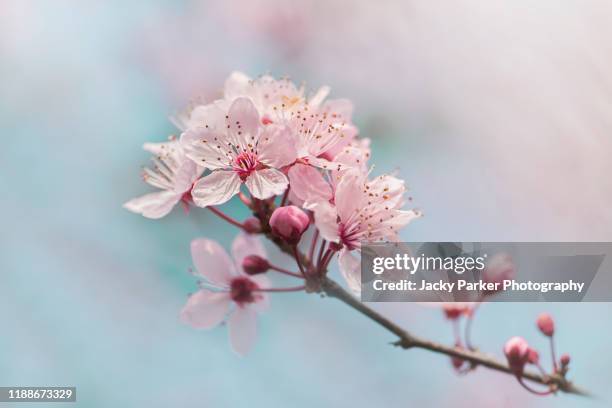 close-up of the beautiful spring black cherry plum pink blossom flowers (prunus cerasifera ‘nigra') - sakura bildbanksfoton och bilder