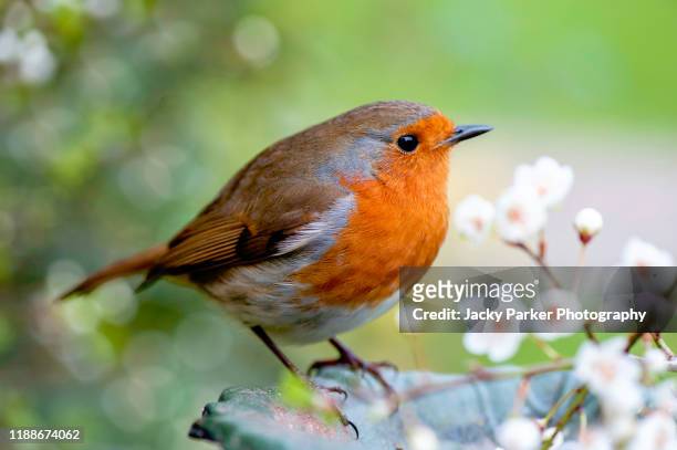 close-up image of a european robin, known simply as the robin or robin redbreast in the british isles - birds and flowers stock-fotos und bilder