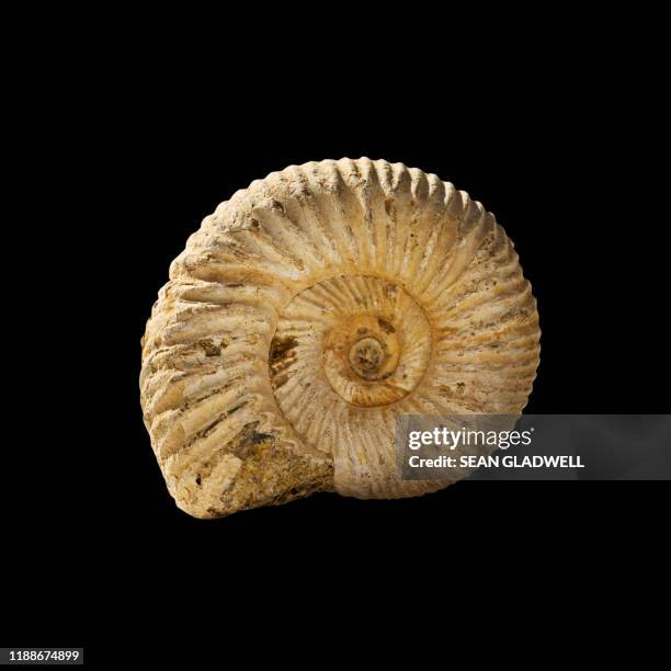 ammonite fossil - ammonite stock pictures, royalty-free photos & images