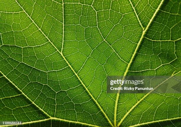 close-up of chayote leaf texture - 葉脈 ストックフォトと画像