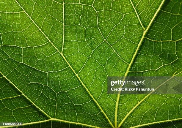close-up of chayote leaf texture - magnoliopsida bildbanksfoton och bilder