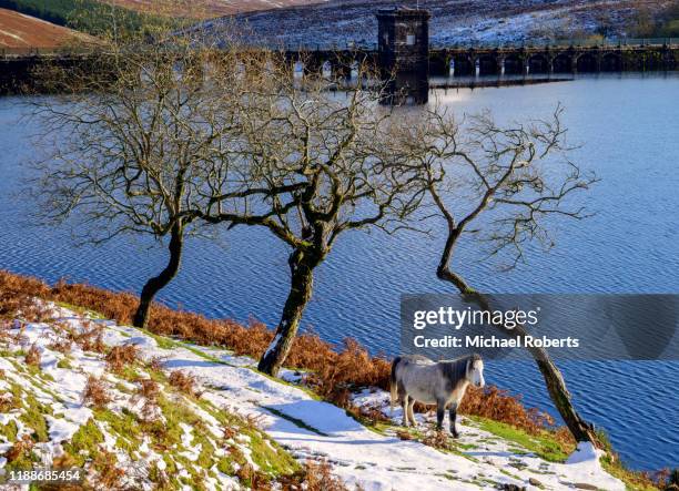 wild pony in the snow by the grwyne fawr reservoir, black mountains, wales - crickhowell fotografías e imágenes de stock