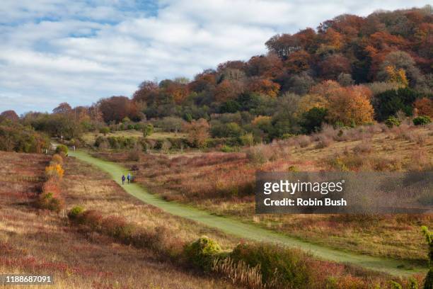 grangelands and pulpit hill autumn colour, chilterns, uk - buckinghamshire imagens e fotografias de stock