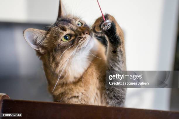 cute somali kitten playing and catching a bell - bell stock pictures, royalty-free photos & images