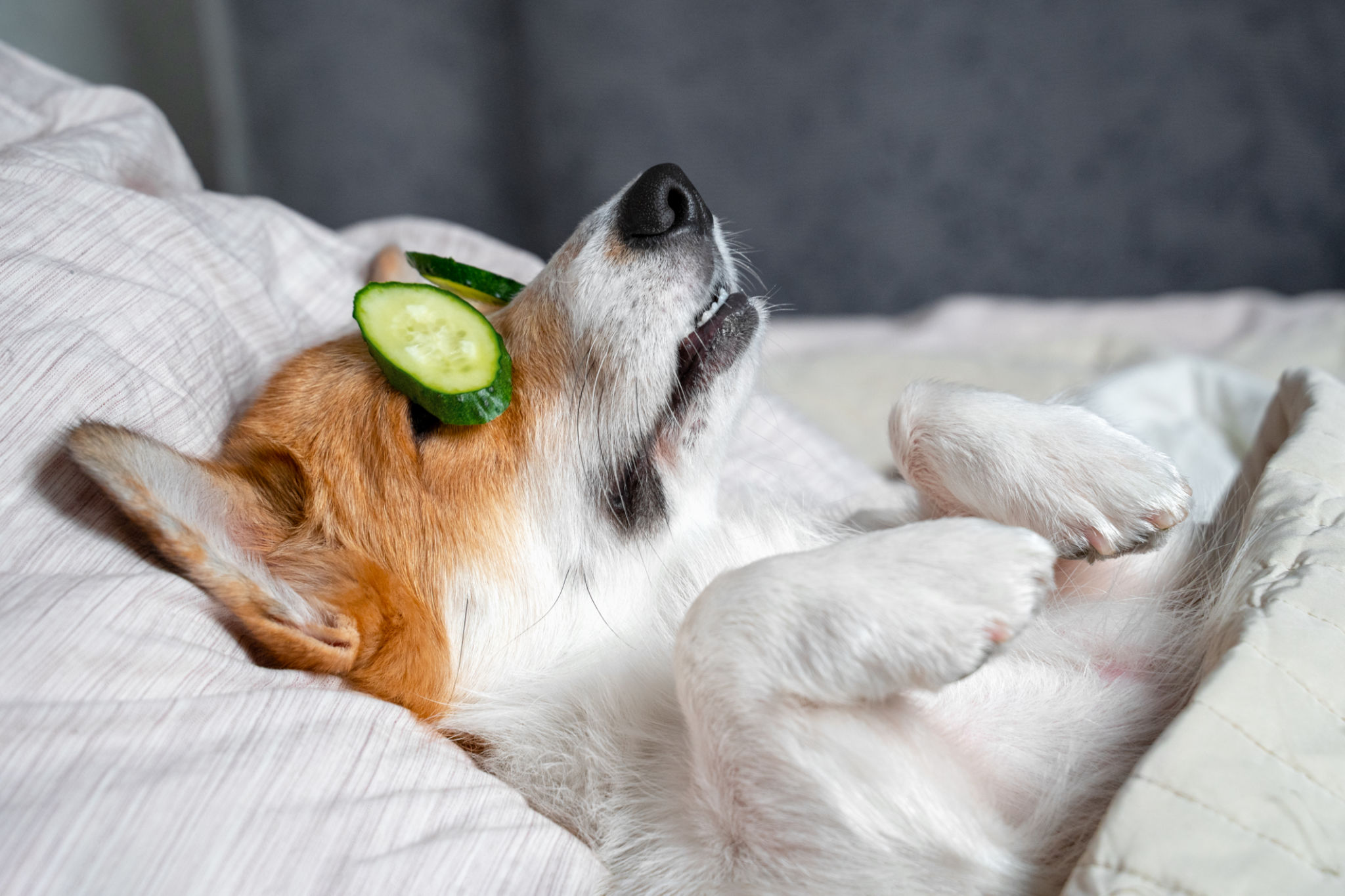 Carino corgi rosso e bianco giace sul letto con matassa per gli occhi da veri chip di cetriolo. Testa sul cuscino, coperta da coperta, zampa. Carino corgi rosso e bianco giace sul letto con matassa per gli occhi da veri chip di cetriolo. Testa sul cuscino, coperta da coperta, zampa.