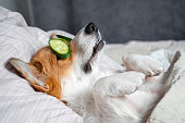 Cute red and white corgi lays on the bed with eye maks from real cucumber chips. Head on the pillow, covered by blanket, paw up.