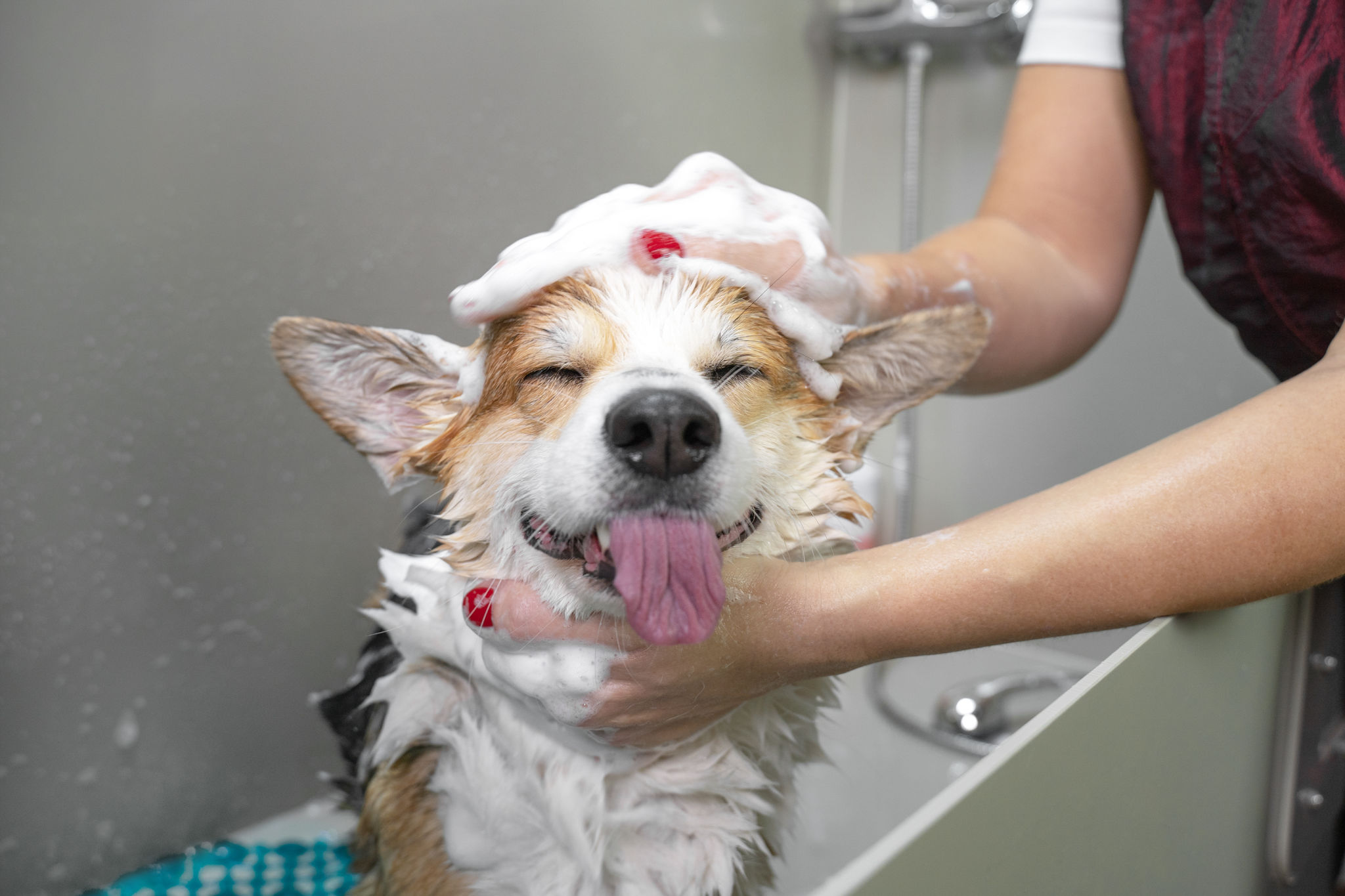 dog hygiene