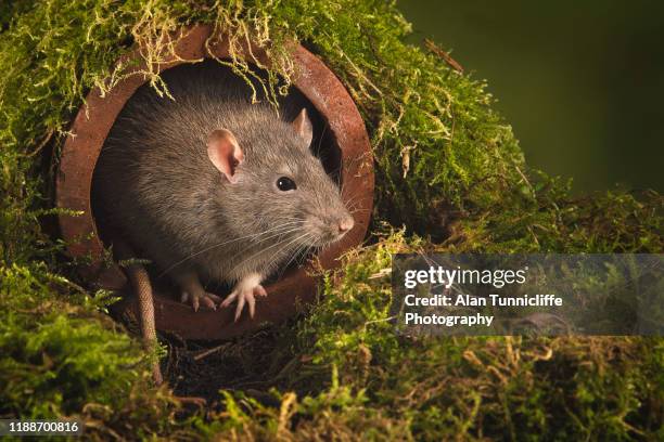 rat in a drain - rodent stock pictures, royalty-free photos & images