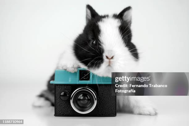 rabbit taking a photo - photographing animal stock pictures, royalty-free photos & images