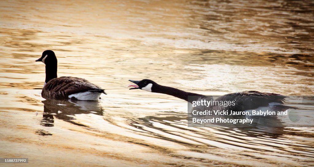 Funny Goose Agression in Golden Pond at Exton Park, Pennsylvania