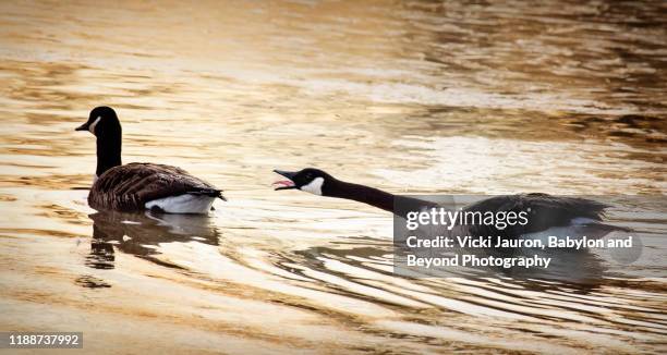 funny goose agression in golden pond at exton park, pennsylvania - dawn raid stock pictures, royalty-free photos & images