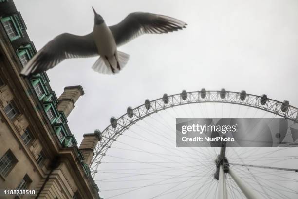 Seagull flies near the london Eye in London, United Kingdom on 12 December, 2019.