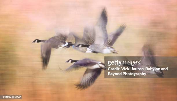 artistic panorama of birds in flight against gold background - geese flying stock pictures, royalty-free photos & images