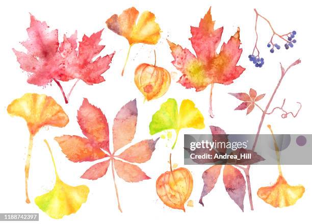 fall leaves and berries icons. vector watercolor drawings - chestnut tree stock illustrations