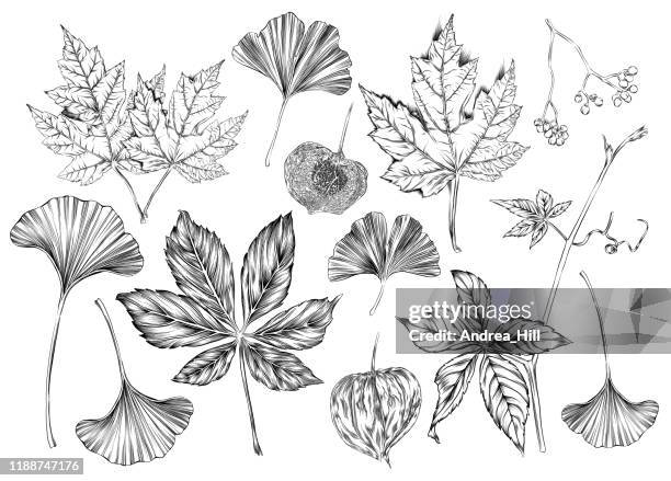 532点の銀杏イラスト素材 Getty Images 532点の銀杏イラスト素材 Getty Images