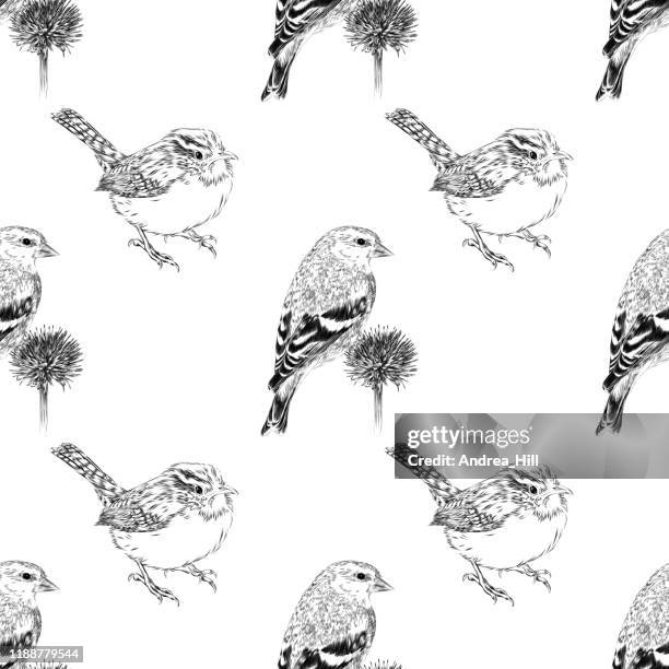 stockillustraties, clipart, cartoons en iconen met distelvink en wren pen en inkt vector iillustration naadloze patroon - animal black backround isolated