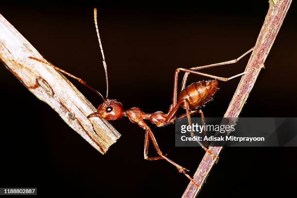 ant biting branch - black background. - ant bites stock pictures, royalty-free photos & images