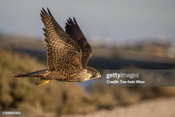 peregrine falcon - peregrine falcon foto e immagini stock