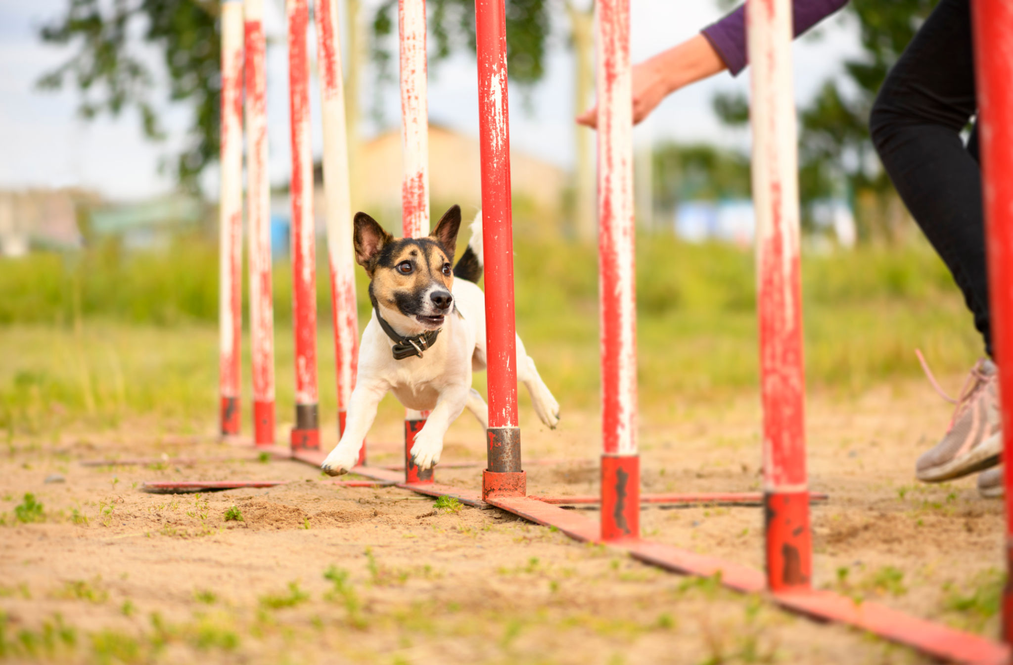 The Jack Russell Terrier is overcoming the slalom. The Jack Russell Terrier is overcoming the slalom.