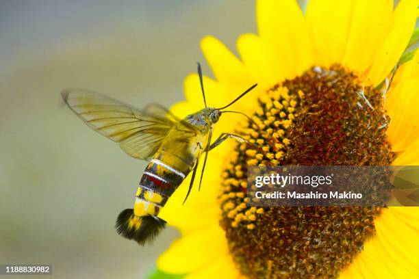 pellucid hawk moth - hawk moth bildbanksfoton och bilder