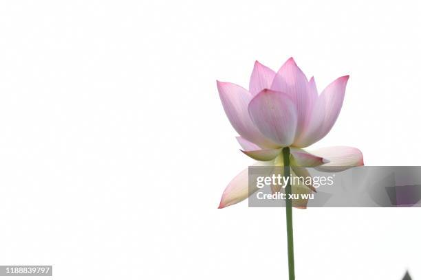 summer lotus - nenúfar imagens e fotografias de stock