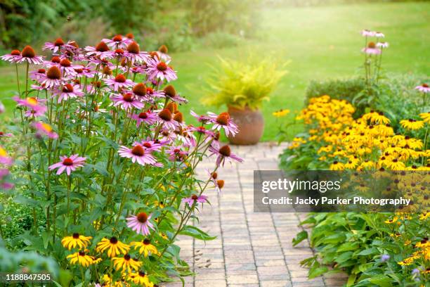 beautiful summer garden flower border with echinacea purpurea, rudbeckia yellow coneflowers - perennial fotografías e imágenes de stock